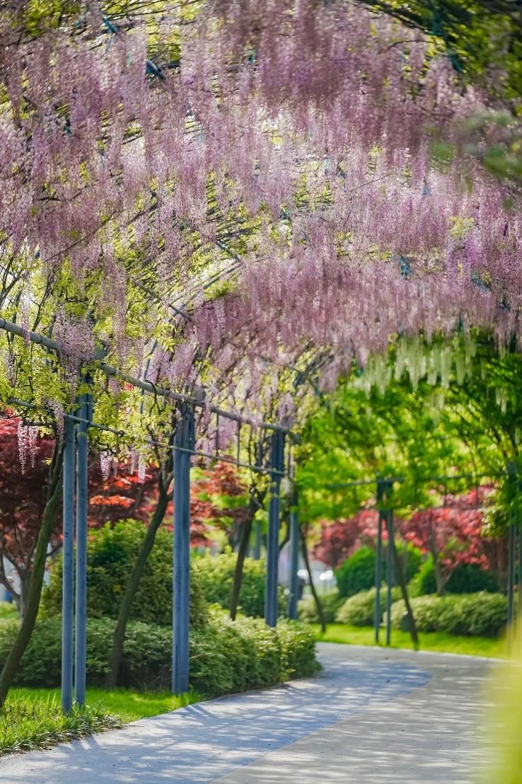 2024欧普照明紫藤花节暨企业开放周开幕：技术驱动生生不息(图5)