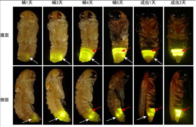 西工大研发新武器！“萤火虫”无人机让老美焦虑或改写现代战争(图4)