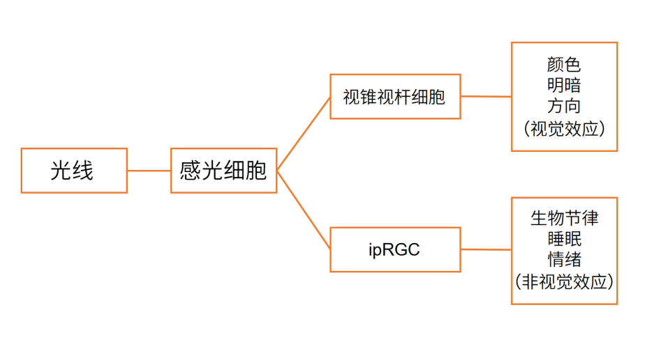 为什么照明要注重人体节律？(图1)