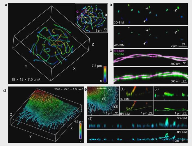 NatureMethods：西湖大学章永登团队等开发4Pi-SIM成像技术实现活细胞双色三维各向同性100纳米分辨率(图3)