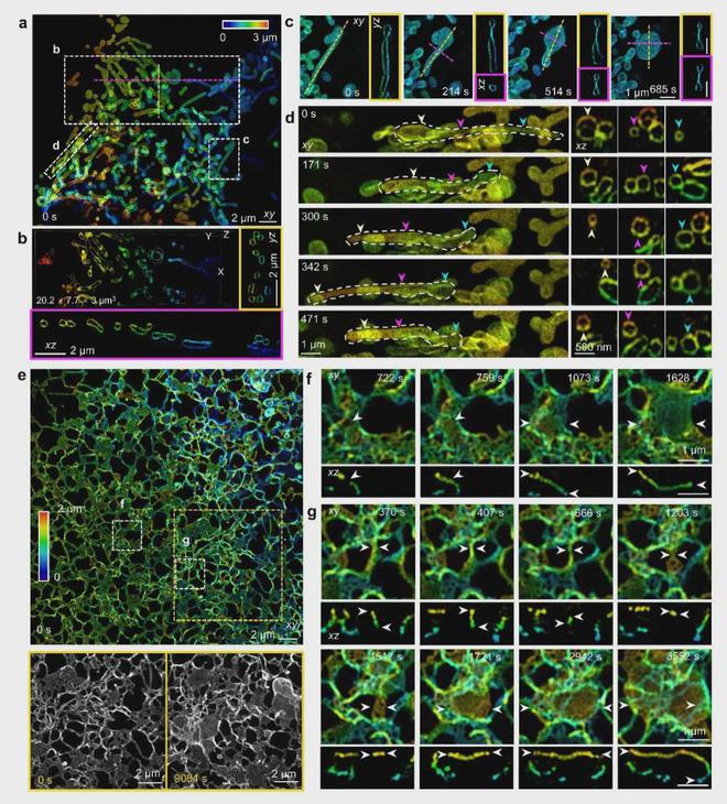 NatureMethods：西湖大学章永登团队等开发4Pi-SIM成像技术实现活细胞双色三维各向同性100纳米分辨率(图4)
