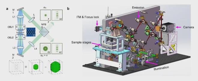 NatureMethods：西湖大学章永登团队等开发4Pi-SIM成像技术实现活细胞双色三维各向同性100纳米分辨率(图2)