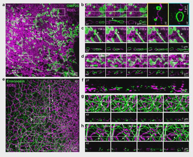 NatureMethods：西湖大学章永登团队等开发4Pi-SIM成像技术实现活细胞双色三维各向同性100纳米分辨率(图5)