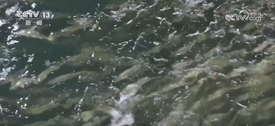 秋满神州“丰”景万里多视角解锁“海上粮仓”丰收新场景、新变化(图4)