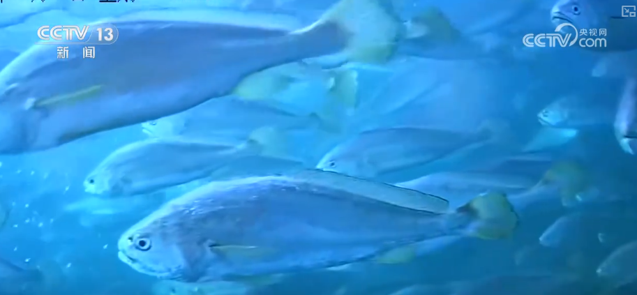 秋满神州“丰”景万里多视角解锁“海上粮仓”丰收新场景、新变化(图8)