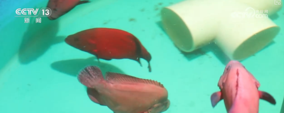 秋满神州“丰”景万里多视角解锁“海上粮仓”丰收新场景、新变化(图18)