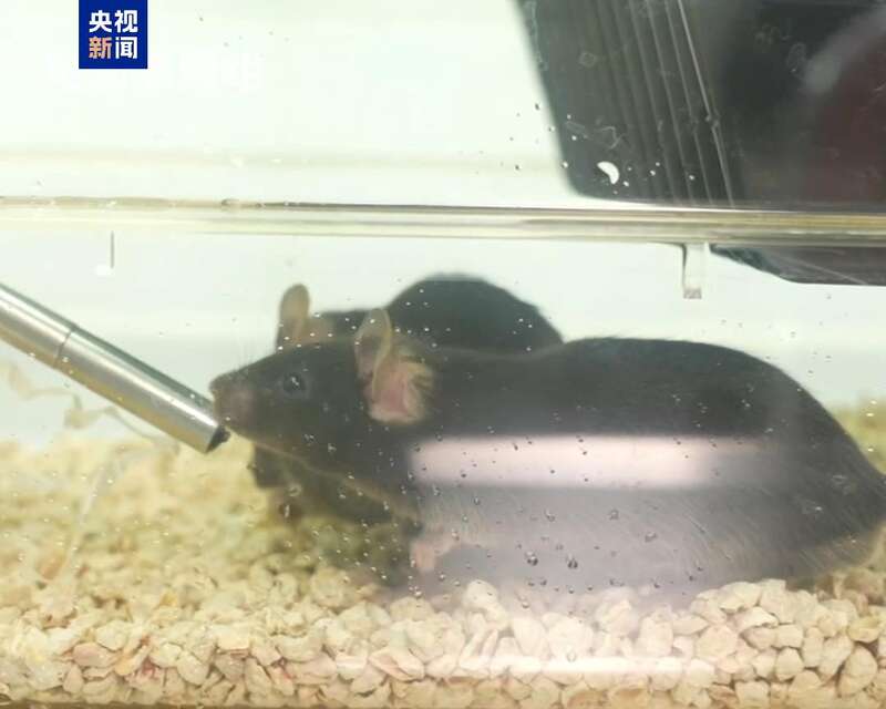 “星际快递”开箱！“航天鼠”的太空奇遇(图4)