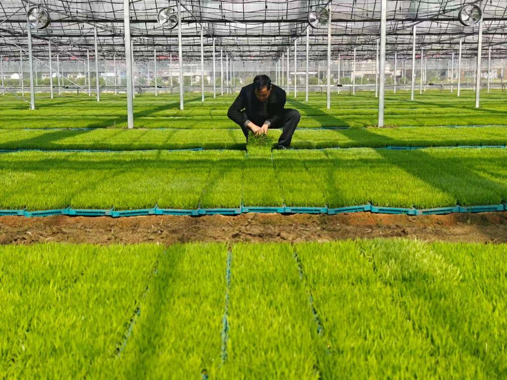 春日经济新图景丨最生动的是田野上这一幅幅“科技春耕”图!(图2)